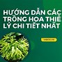 Cây Hoa Thiên Lý Trồng Vào Mùa Nào